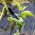 Odonate Zygoptère : Calopteryx virgo