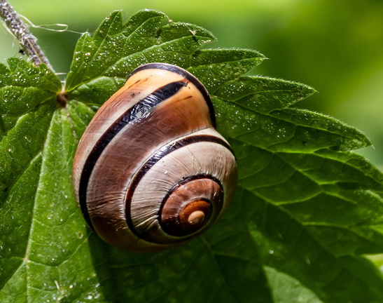 escargot