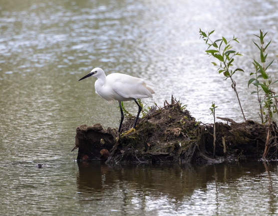 Aigrette garzette Egretta garzetta - Little Egret