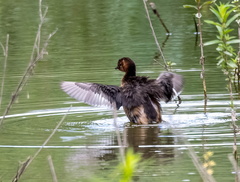  Grèbe castagneux Tachybaptus ruficollis - Little Grebe