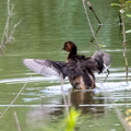 Grèbe castagneux Tachybaptus ruficollis - Little Grebe