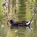 Gallinule poule-d'eau Gallinula chloropus - Common Moorhen