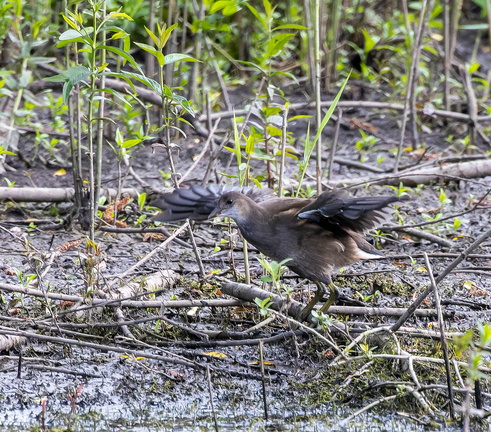 Gallinule poule-d'eau Gallinula chloropus - Common Moorhen