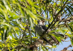 Coucou gris Cuculus canorus - Common Cuckoo