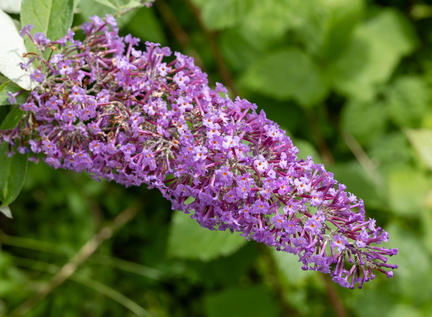  Arbre aux papillons Nanho Purple