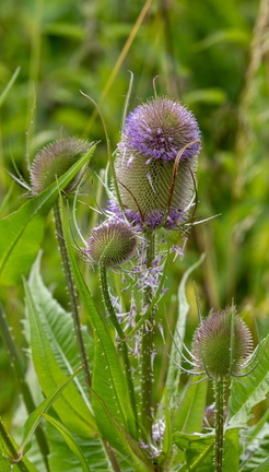 Cardère sauvage