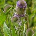 Cardère sauvage