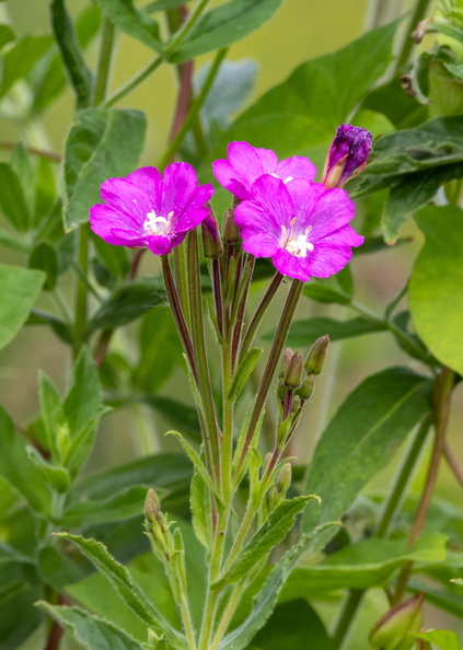 2J8A9659.jpg