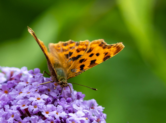 Polygonia c-album  Robert-le-Diable