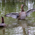  Fuligule à dos blanc Aythya valisineria - Canvasback
