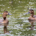  Fuligule à dos blanc Aythya valisineria - Canvasback