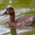  Fuligule à dos blanc Aythya valisineria - Canvasback
