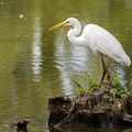  Grande Aigrette Ardea alba - Great Egret