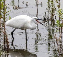 Aigrette garzette Egretta garzetta - Little Egret