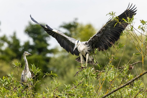  Héron cendré Ardea cinerea - Grey Heron