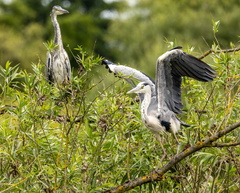  Héron cendré Ardea cinerea - Grey Heron