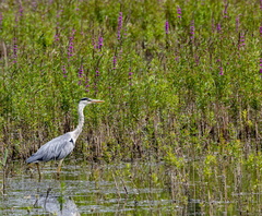  Héron cendré Ardea cinerea - Grey Heron