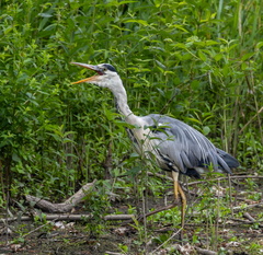  Héron cendré Ardea cinerea - Grey Heron