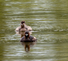 Grèbe castagneux Tachybaptus ruficollis - Little Grebe