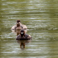 Grèbe castagneux Tachybaptus ruficollis - Little Grebe