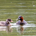 Grèbe castagneux Tachybaptus ruficollis - Little Grebe