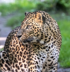 Léopard / Panthère - (Baghera - Panthera pardus) de ceylan