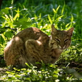 Lynx roux- bob cat (lynx rufus)
