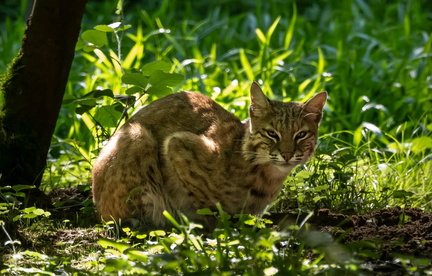  Lynx roux- bob cat (lynx rufus)