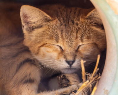 Chat des sables Felis margarita