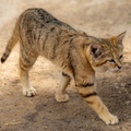 Chat des sables  Felis margarita