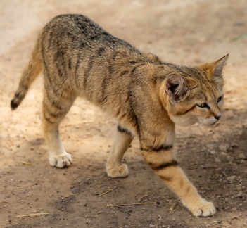 Chat des sables  Felis margarita