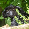  panthère noire,  léopard noir (Panthera pardus)