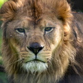 Lion, Panthera leo