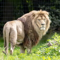 Lion, Panthera leo