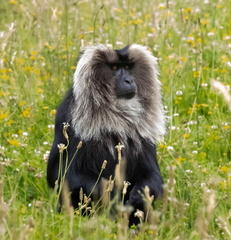 Ouandérou  Macaca silenus, Macaque à queue de lion