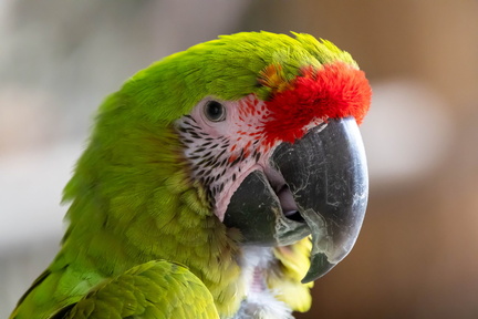 Ara de Buffon Ara ambiguus - Great Green Macaw