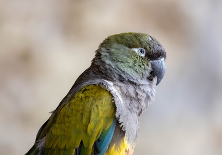 Conure de Patagonie Cyanoliseus patagonus - Burrowing Parrot
