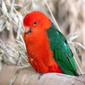 Perruche royale Alisterus scapularis - Australian King Parrot