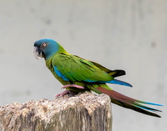  Ara de Coulon Primolius couloni - Blue-headed Macaw