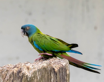  Ara de Coulon Primolius couloni - Blue-headed Macaw