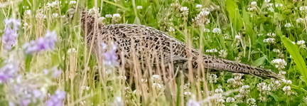 Faisan de Colchide Phasianus colchicus - Common Pheasant