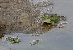 Pelophylax kl. esculentus (Grenouille verte )