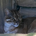  Chat de Temminck (Pardofelis temminckii) Chat doré d'Asie