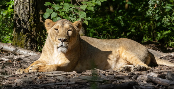 Lion, Panthera leo d'asie