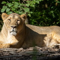 Lion, Panthera leo d'asie