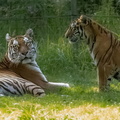 Tigre (Panthera tigris)