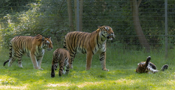 Tigre (Panthera tigris)
