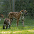 Tigre (Panthera tigris)