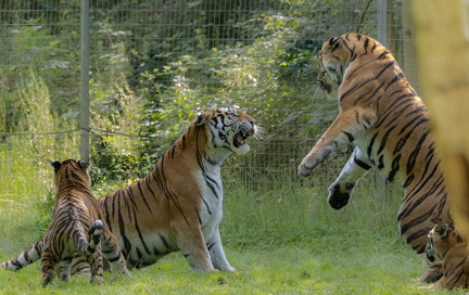 Tigre (Panthera tigris)