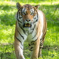 Tigre (Panthera tigris)